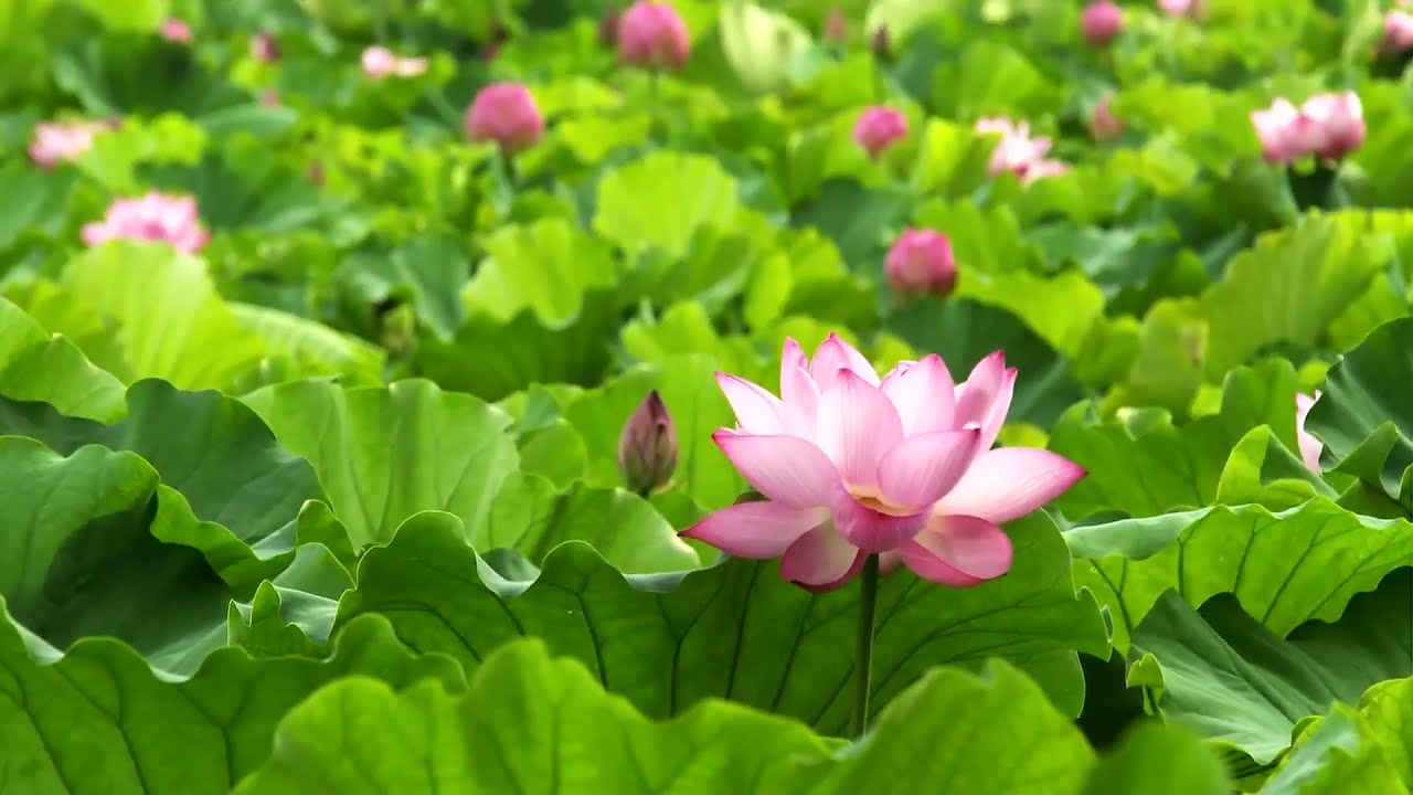 Đêm nghe hát Đò đưa nhớ Bác