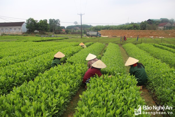 bna_van_truong_14441760_8920205692117_26112021.jpg