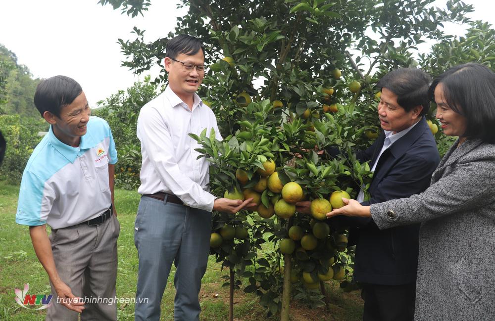 Thứ trường Bộ NN&PTNT Lê Quốc Doanh thăm mô hình trồng cam ở Yên Thành