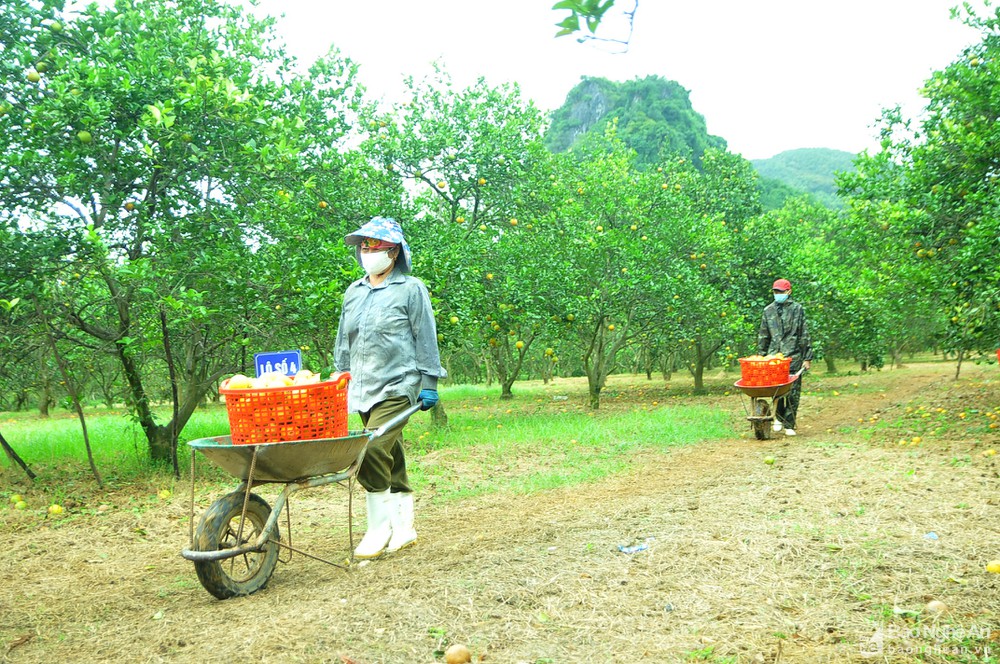 bna_vao_thoi_diem_nay_cam_vinh_dang_vao_mua_thu_hoach_anh_tien_dong1987255_2122021.jpg