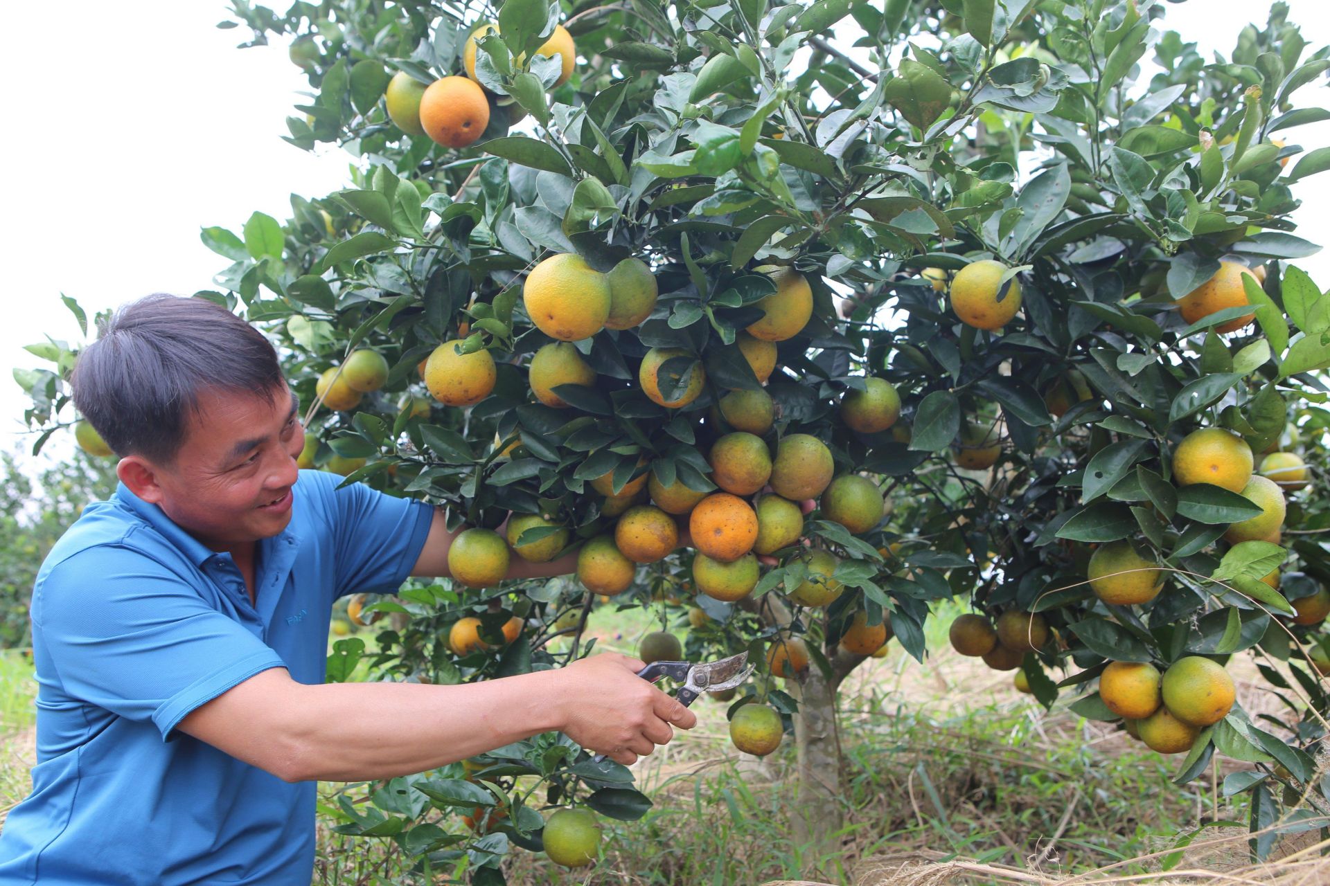 Cam hữu cơ của Tổng đội Thanh Đức (Thanh Chương)