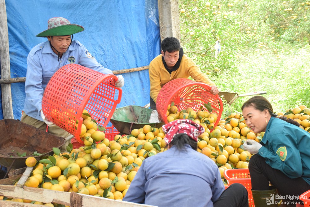 bna_cam_vinh_vau_vu_anh_xuan_hoang2327050_312022.jpg