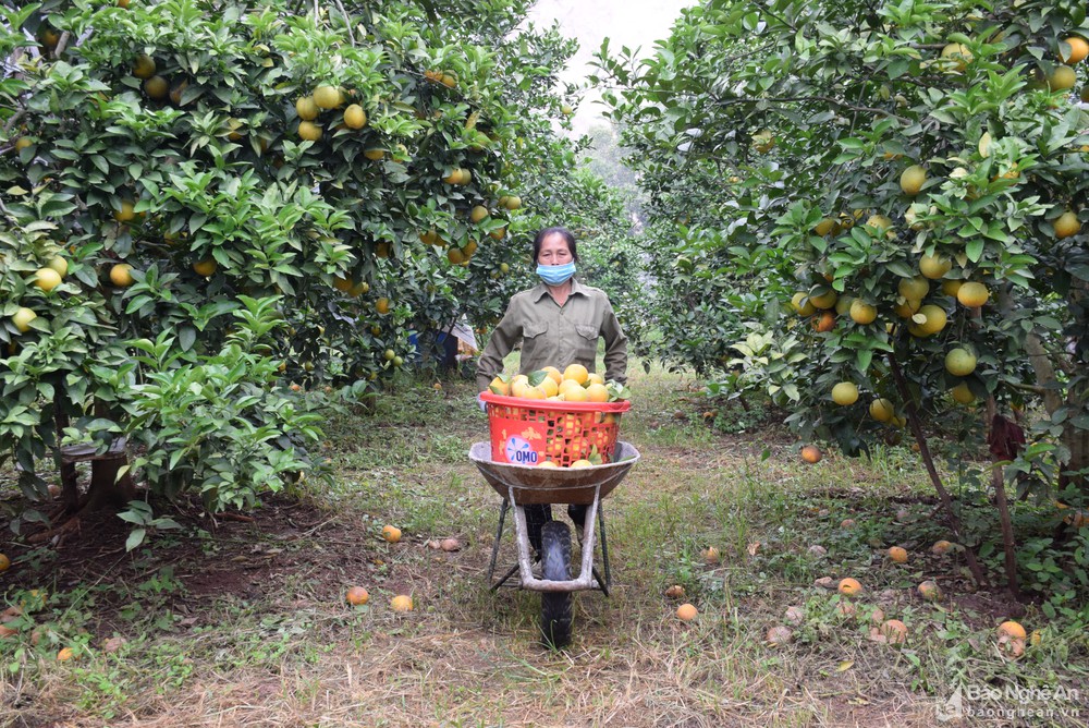 bna_thu_hoach_cam_vinh_anh_xuan_hoang6564886_312022.jpg