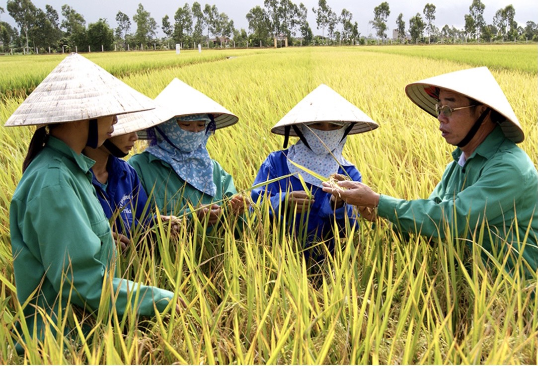 Người gieo hạt cho những mùa vàng bội thu