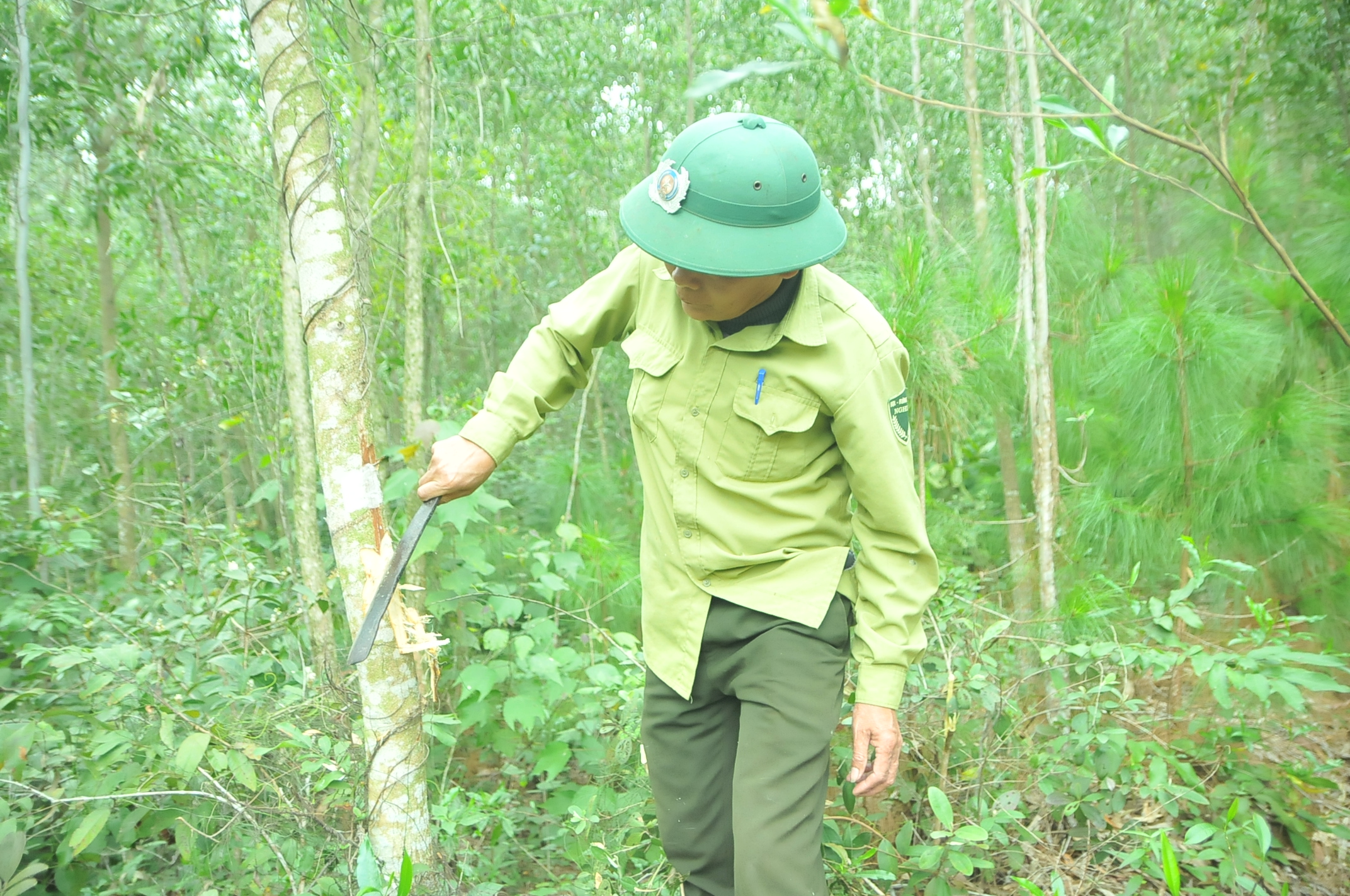 diem_ranh_gioi_giua_duong_cao_toc_va_rung_phong_ho_anh_tien_dong__9124480_712022.jpg