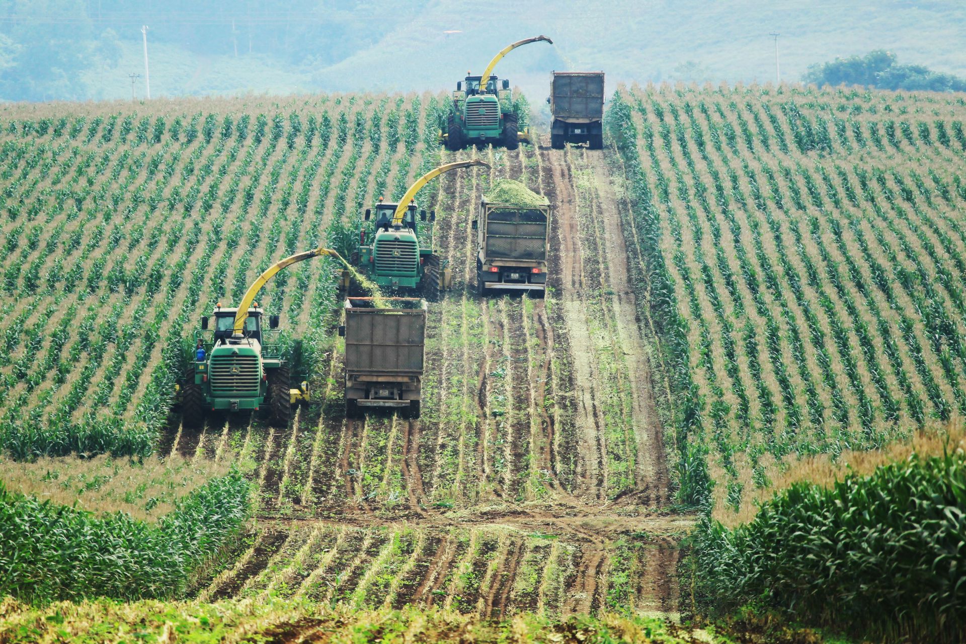 canh-dong-2.jpg