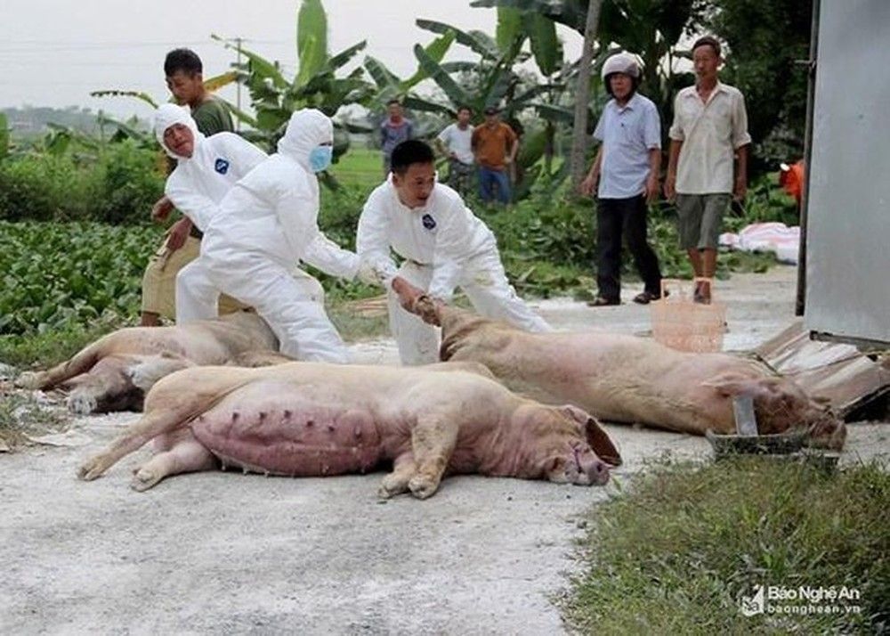 Cử tri huyện Quỳ Hợp đề nghị có chính sách hỗ trợ người chăn nuôi có gia súc bị tiêu hủy do dịch bệnh