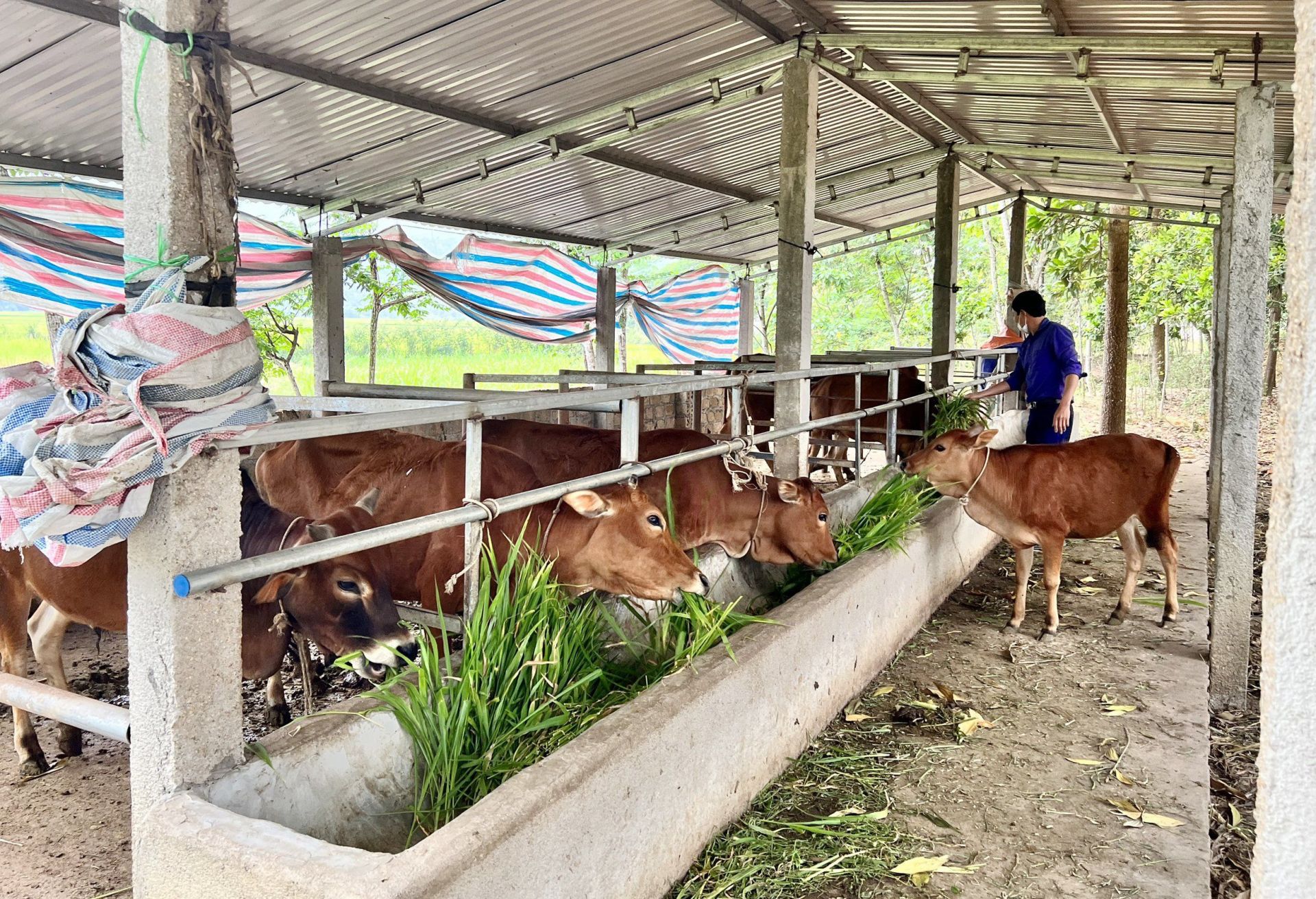 Cơ hội giảm nghèo, cải thiện đời sống vùng dân tộc thiểu số và miền núi Nghệ An