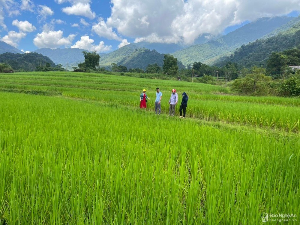 mo-hinh-trong-lua-nep-cay-noi-o-ban-pieng-lang-xa-nam-giai-que-phong-anh-kl-210.jpg