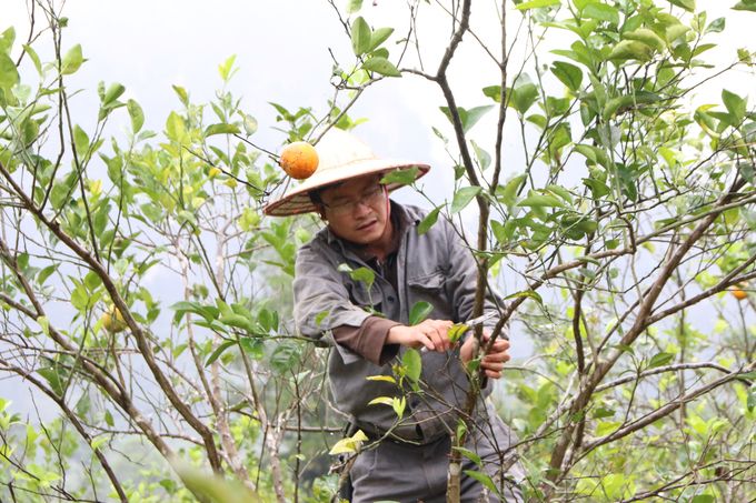 bam_canh_tao_tan_cho_cay_cam_anh_tien_dong_4848745_1522022-1524_20221220_549-173259.jpg