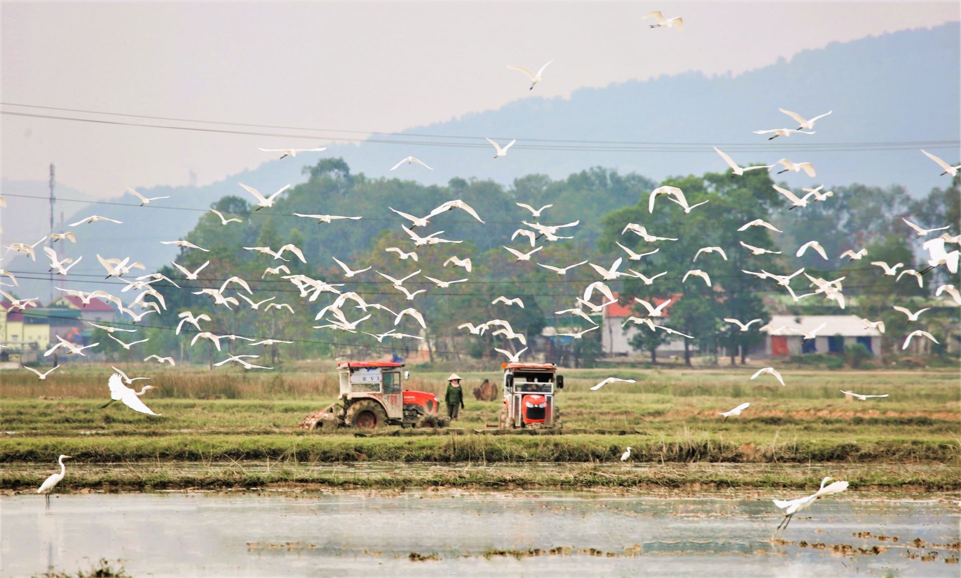 Rộn ràng trên cánh đồng xuân quê Bác