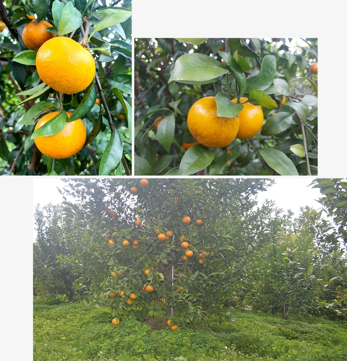 khat-vong-moi-a2.jpg