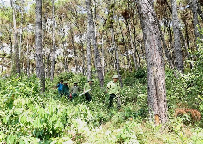 Bộ Nông nghiệp và Phát triển nông thôn trả lời kiến nghị cử tri về tăng mức hỗ trợ khoán bảo vệ rừng và mức chi trả tiền dịch vụ môi trường rừng