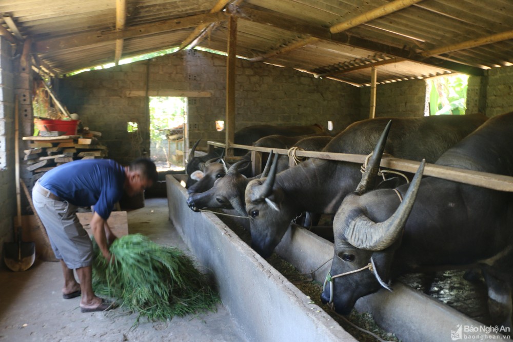 chan-nuoi-trau-bo-sinh-san-vo-beo-la-mot-trong-nhung-huong-di-cua-nguoi-dan-thon-2-9-xa-chau-khe-con-cuong-3918.jpg