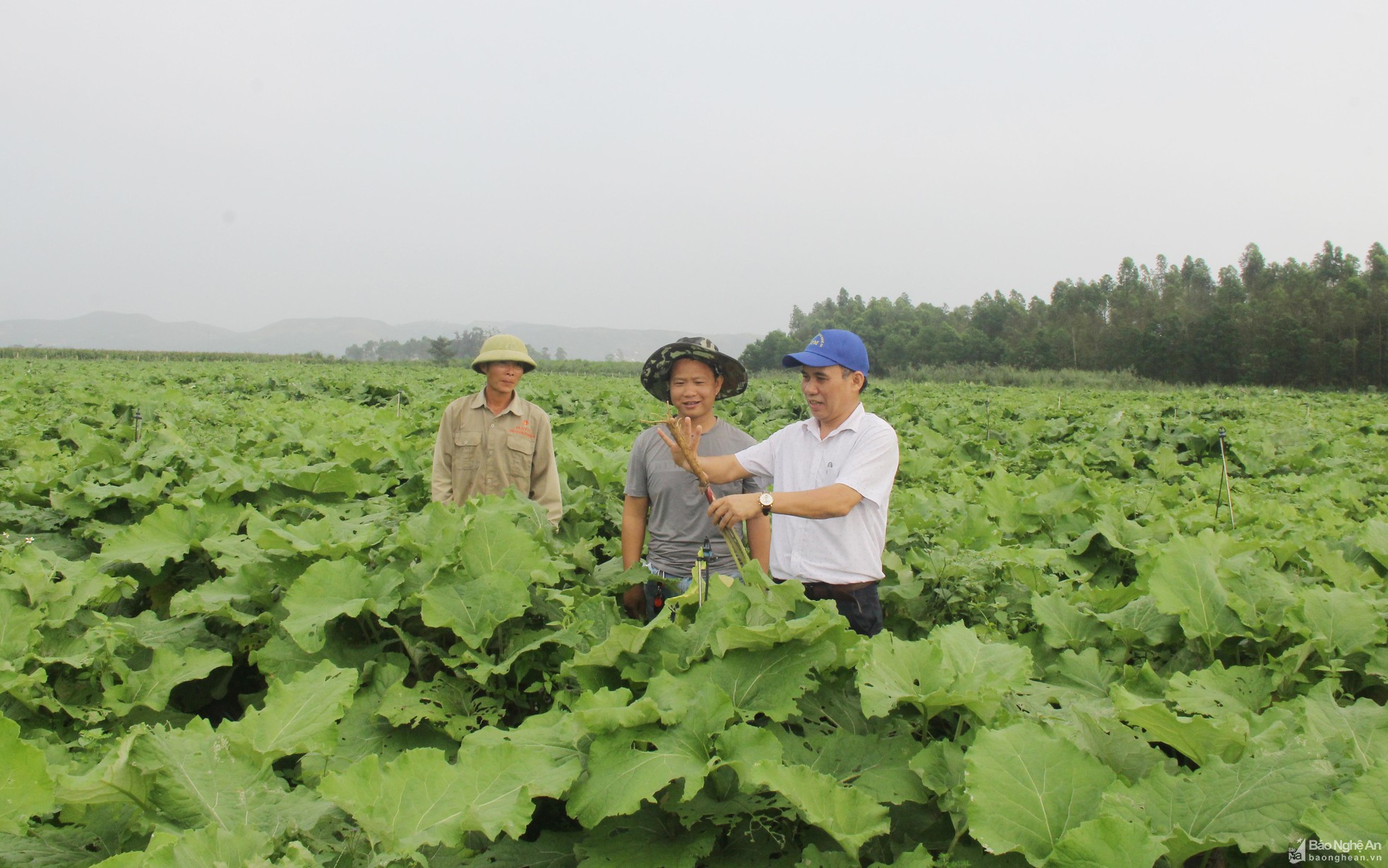 bna-cay-sam-nguu-bang-duoc-dua-vao-trong-va-dem-lia-hieu-qua-kinh-te-cao-tren-dong-dat-huyen-hung-nguyen-anh-mai-hoa-3426.jpg