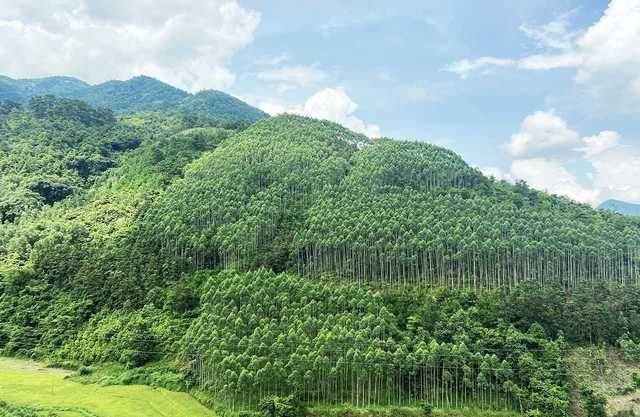 Sở Nông nghiệp và Phát triển nông thôn trả lời cử tri xã Nam Thanh, huyện Nam Đàn về việc các hộ dân bị dừng khai thác keo khi chuyển đổi loại rừng từ sản xuất sang đặc dụng