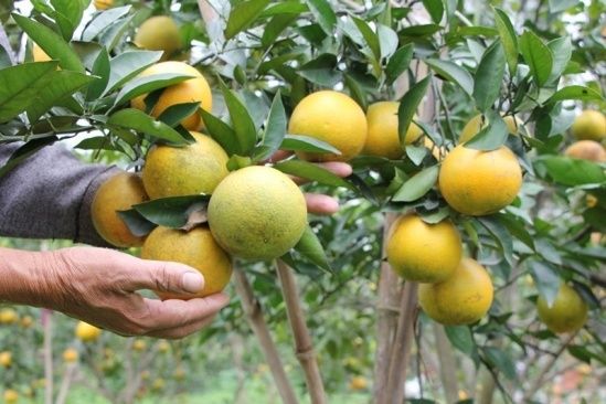 Miền Tây Nghệ An: Phát huy lợi thế nông nghiệp ứng dụng công nghệ cao để tăng trưởng và phát triển bền vững
