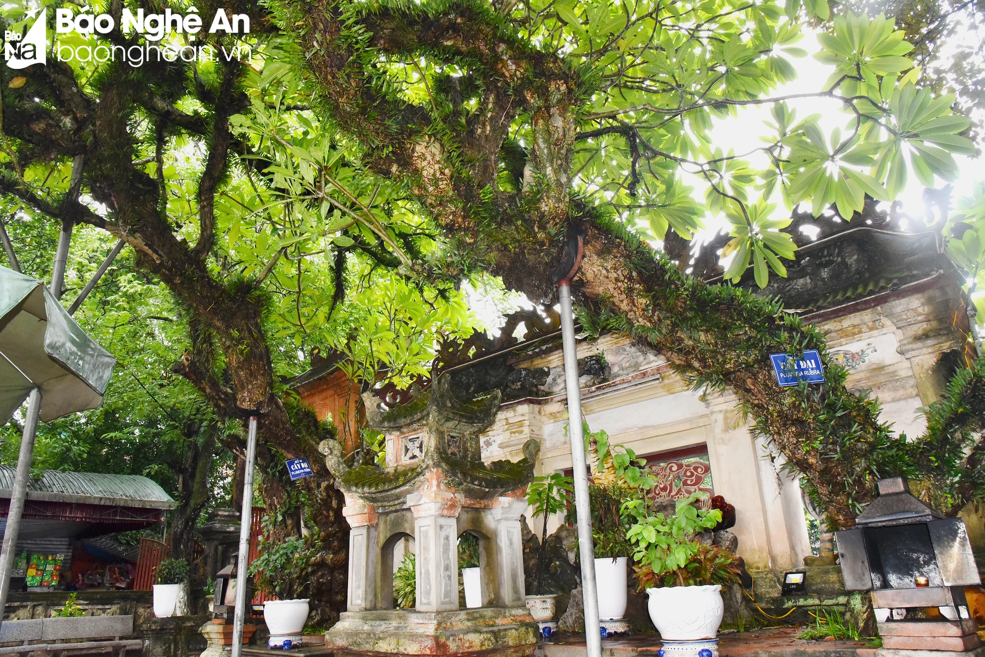 bna-den-hong-son-ht-9-2669.jpg.webp