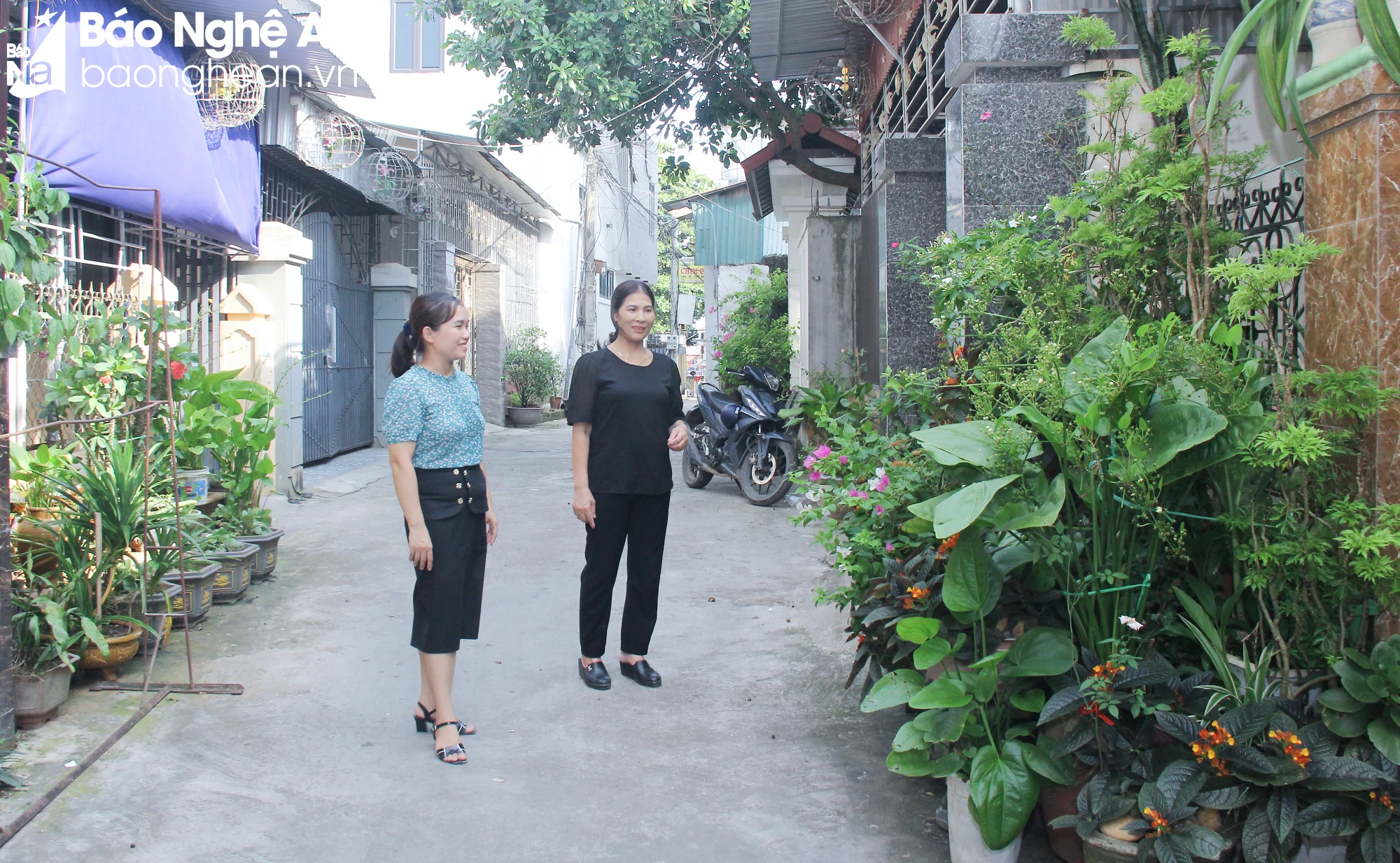 bna-mh-hoa-hieu-thi-xa-thai-hoa-7104.jpg.webp
