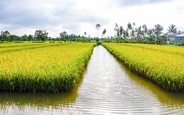 Bộ Tài nguyên và Môi trường trả lời kiến nghị cử tri về chuyển đổi mục đích sử dụng đất trồng lúa nước