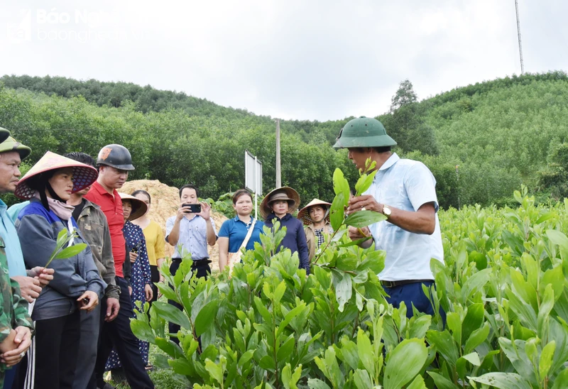 bna-ht-keo-ngoc-lam6-5814.jpg.webp