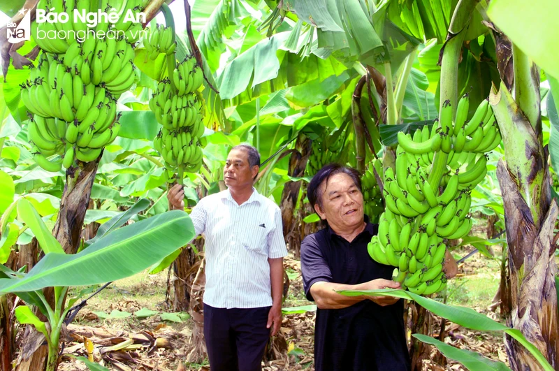 bna-vuon-chuoi-triu-qua-do-duoc-ong-chat-cham-soc-tot-anh-quang-an-7470.jpg.webp