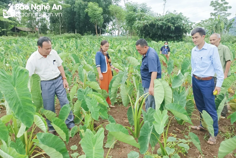 bna-mhthong-qua-22dan-van-kheo22-cai-tao-vuon-tap-trong-cay-khoai-so-deml-lai-hieu-qua-tai-xa-nam-giai-huyen-que-phong-3120.jpg.webp