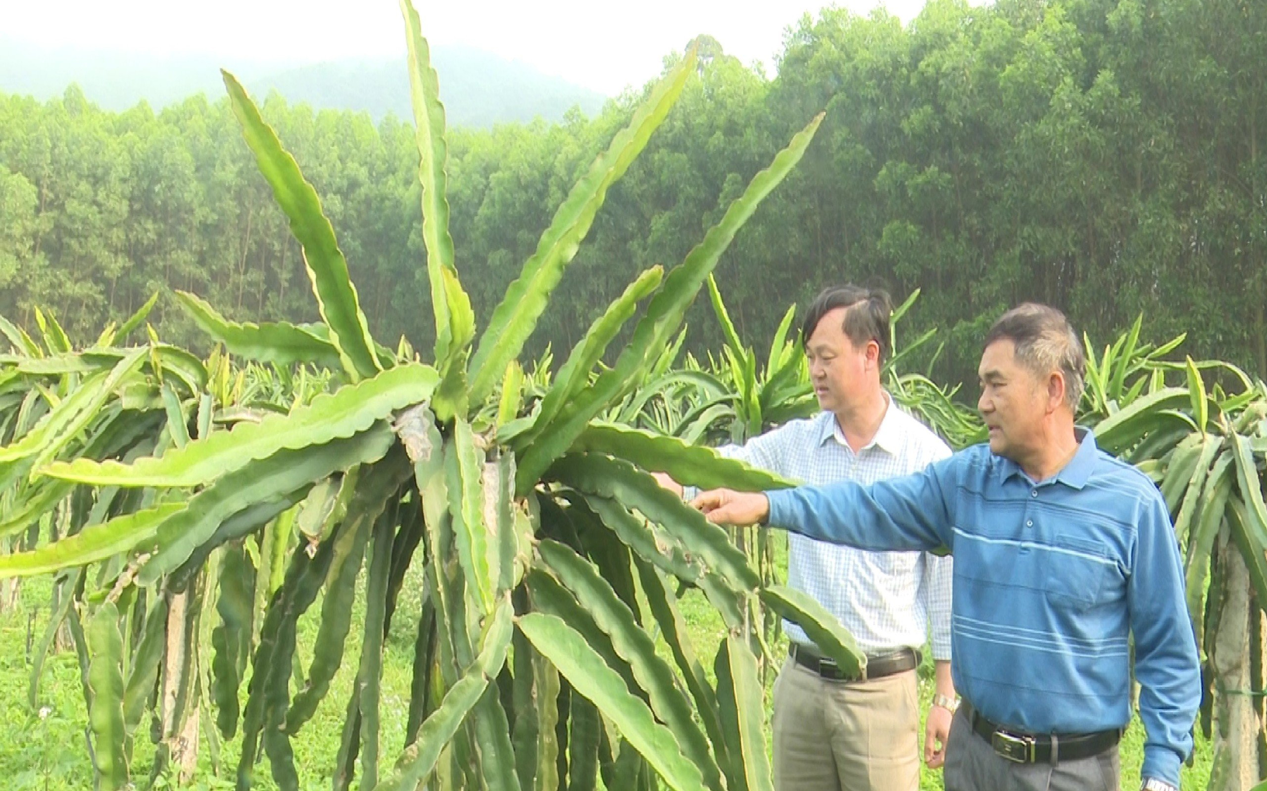 Quỳnh Lưu: Chú trọng xây dựng, phát triển sản phẩm OCOP