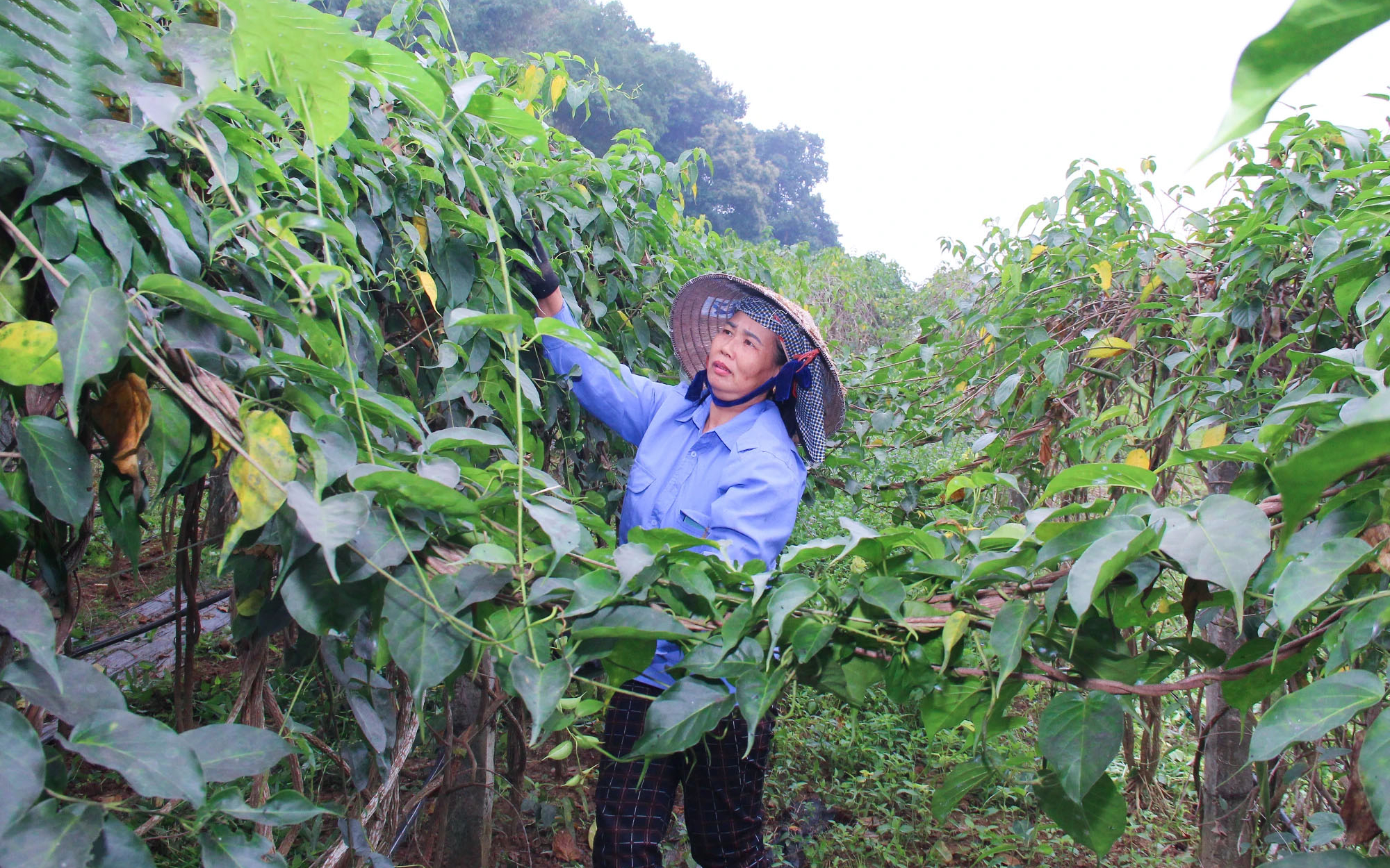Nghệ An ban hành chính sách khuyến khích hỗ trợ đầu tư dự án dược liệu quý trên địa bàn tỉnh