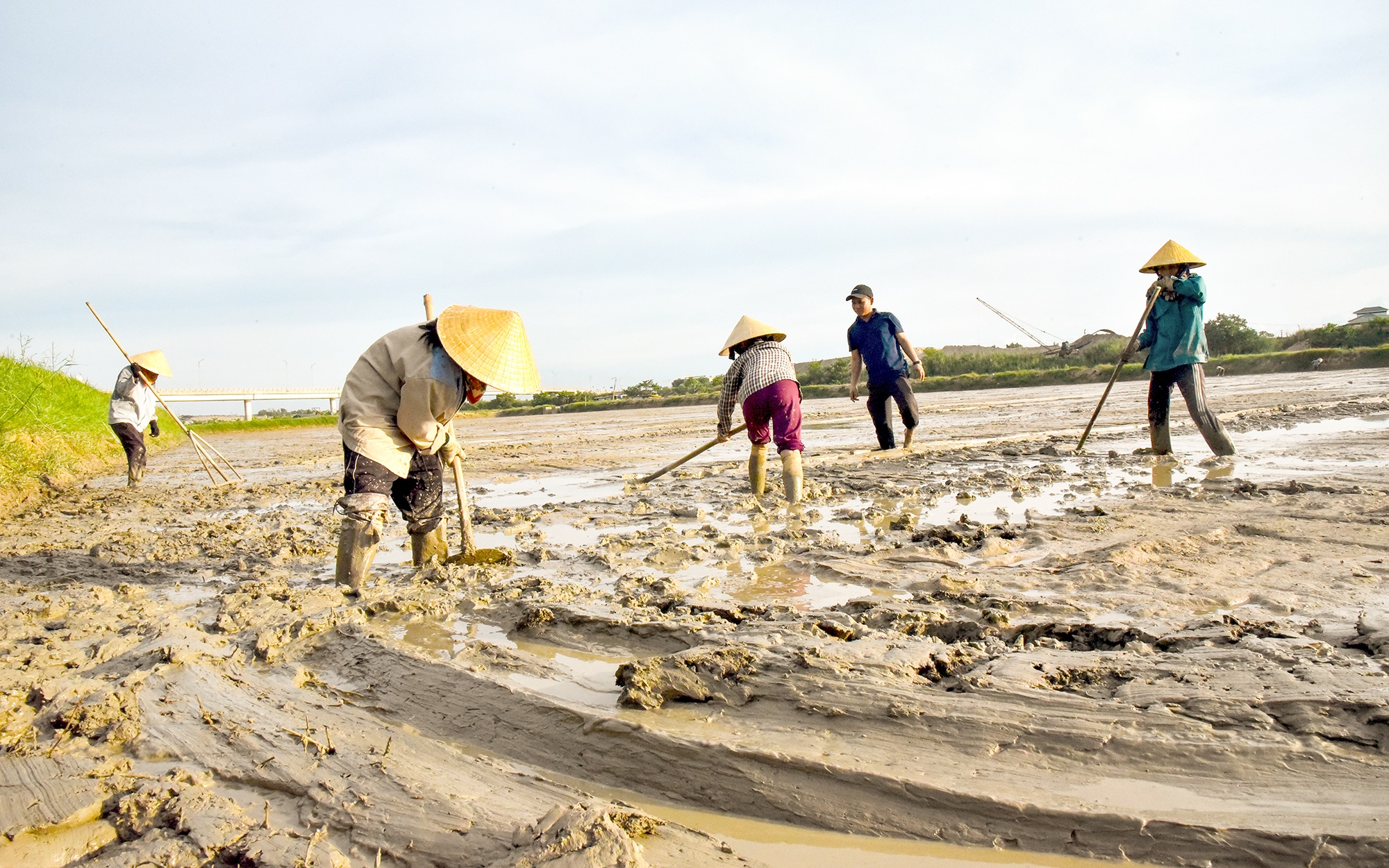Triển vọng nuôi rươi vùng bãi bồi
