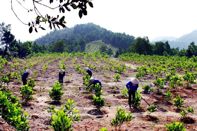 Sở Nông nghiệp và Phát triển nông thôn trả lời kiến nghị cử tri huyện Con Cuông về chuyển đổi mục đích để trồng rừng