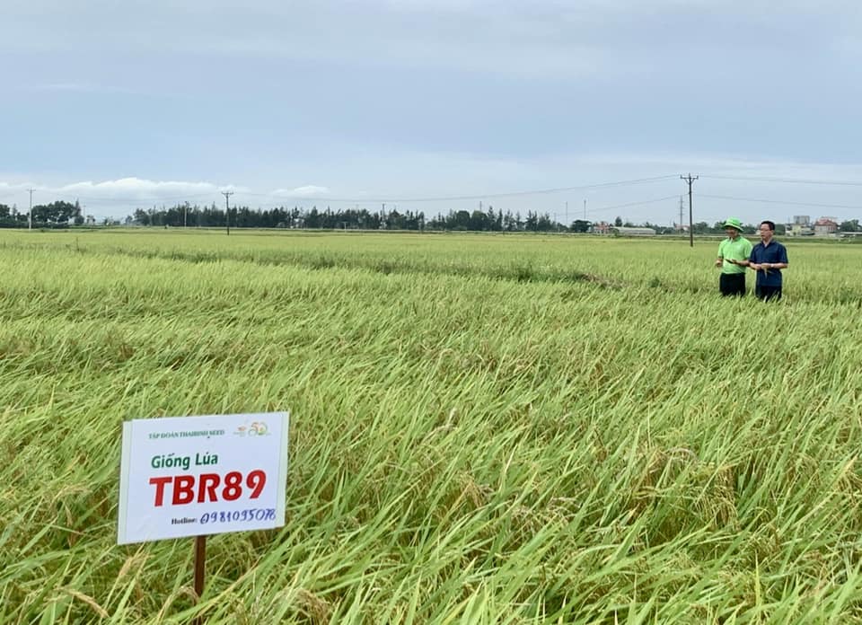 giong-lua-tbr89-cua-thaibinh-seed-vu-ht-2022-tai-nghe-an.jpg