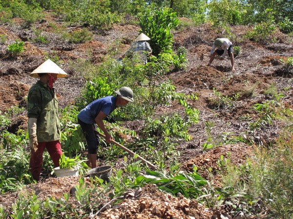 Sở Tài nguyên và Môi trường trả lời kiến nghị cử tri huyện Quỳ Hợp về việc bàn giao đất từ Lâm trường Đồng Hợp