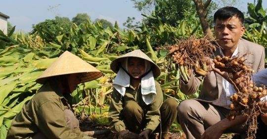 Trồng nghệ, 'đẻ vàng'