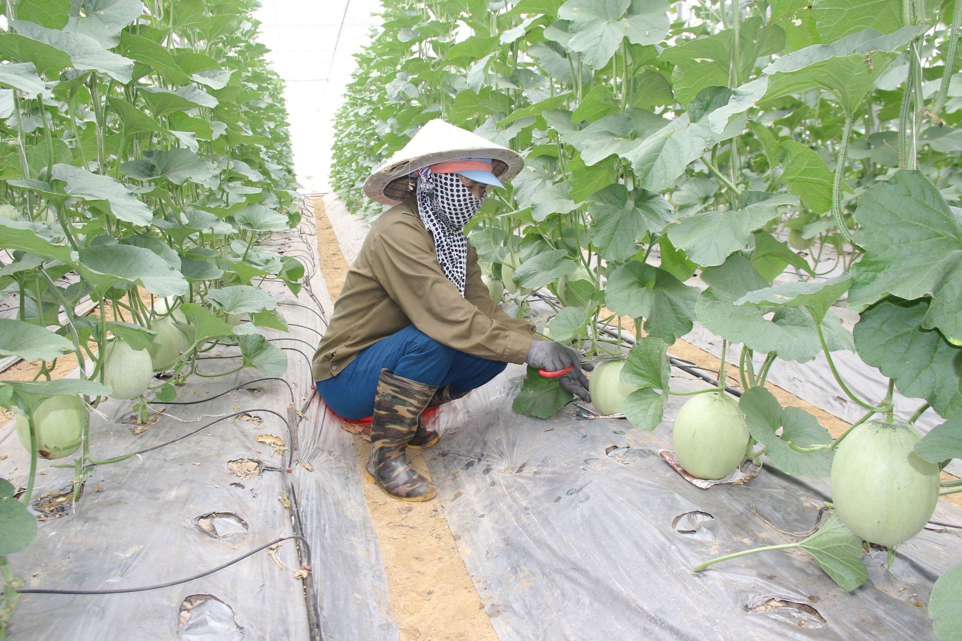Hơn 1 năm triển khai chính sách hỗ trợ phát triển nông nghiệp - Cần quan tâm tháo gỡ một số khó khăn.