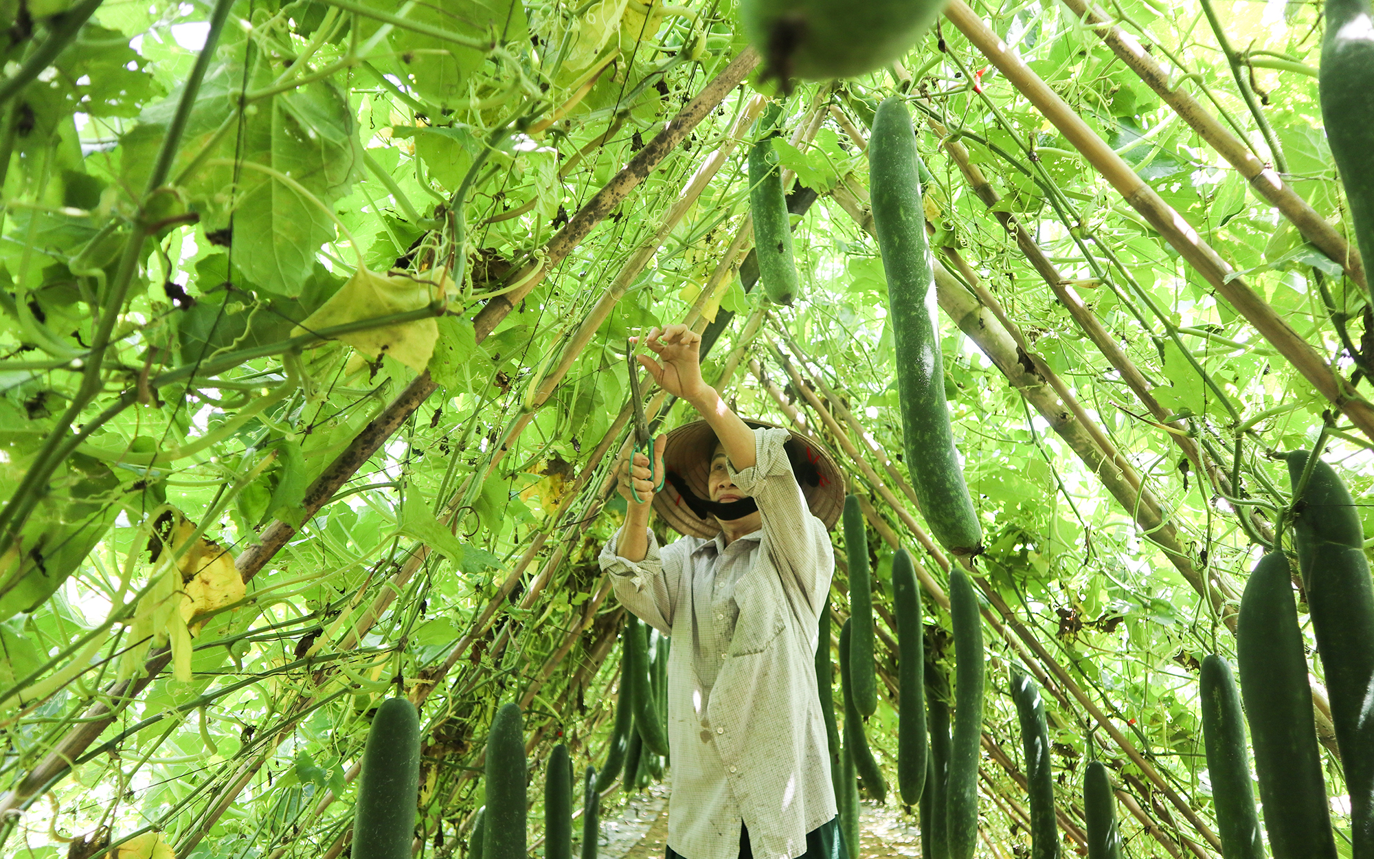 Chuyện cây bí Hè Thu ở Thanh Chương