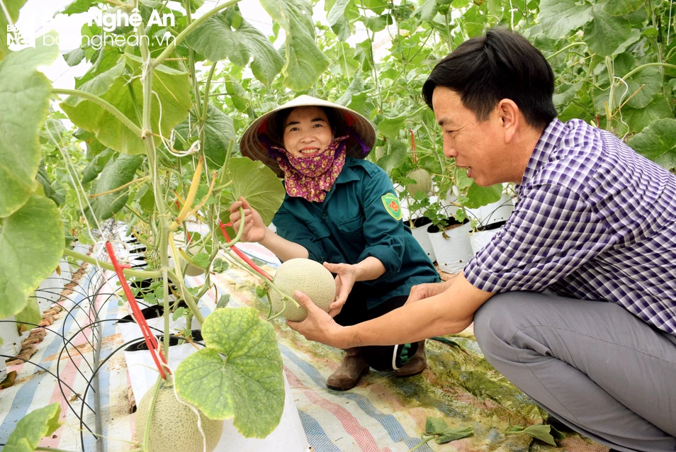 bna-mo-hinh-trong-dua-luoi-o-yen-thanh-6687.jpg.webp