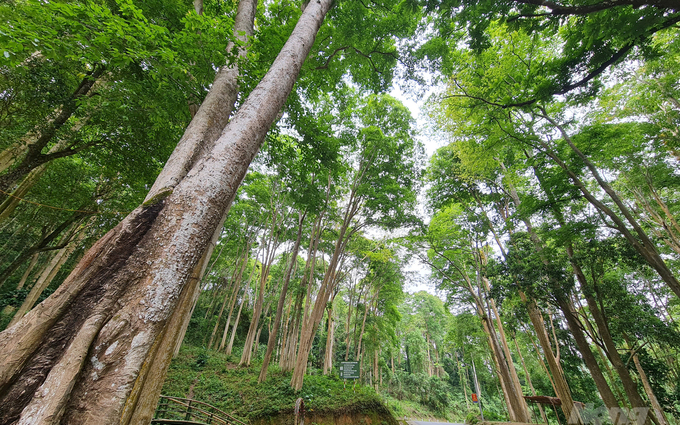 Nghệ An: Chuyển mục đích sử dụng 25,08249 ha rừng sang mục đích khác để thực hiện các dự án