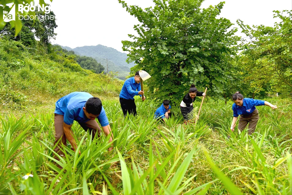 bna-doan-vien-thanh-nien-xa-chau-hanh-cham-soc-vuon-cay-tai-khu-quy-hoach-cong-vien-sinh-thai-ke-le-anh-ht1-4644.jpg.webp