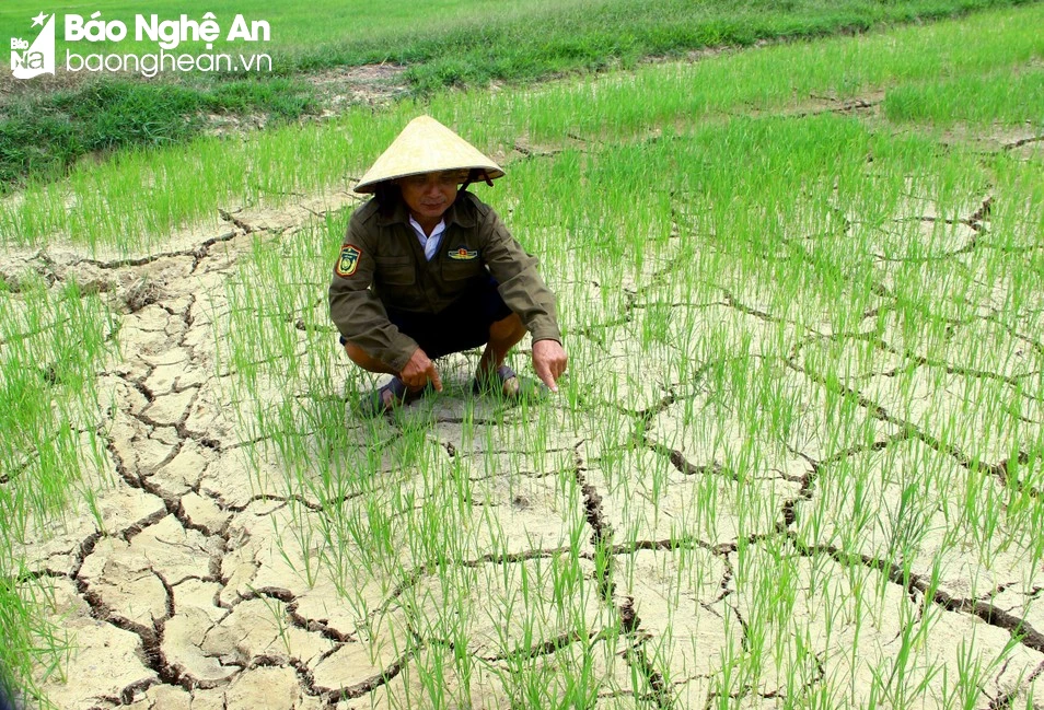 bna-nguoi-dan-xa-chau-nhan-huyen-hung-nguyen-lo-lang-vi-nuoc-nhiem-man-nang-khong-the-bom-tuoi-cho-lua-anh-qa-3423-4989.jpeg.webp