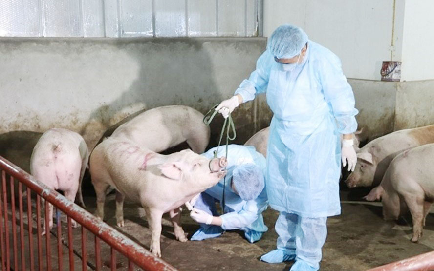 UBND tỉnh trả lời cử tri xã Quỳnh Lâm, huyện Quỳnh Lưu về việc lùi mốc thời gian hỗ trợ cho người chăn nuôi bị thiệt hại
