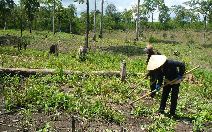 Sở Nông nghiệp và PTNT trả lời cử tri Nguyễn Văn Tiến, xóm 7, xã Diễn Phú, huyện Diễn Châu về giao đất rừng cho các hộ dân sử dụng để phát huy hiệu quả