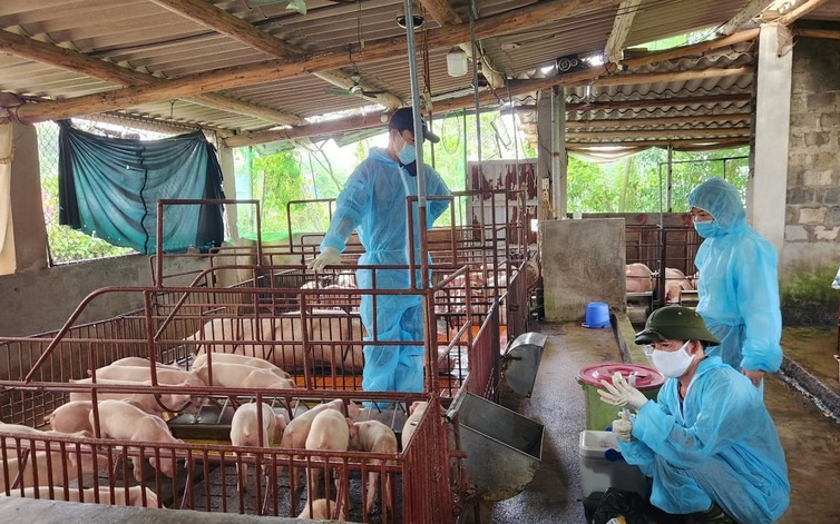 Trả lời kiến nghị cử tri huyện Hưng Nguyên về hỗ trợ vắc xin Dịch tả lợn Châu phi