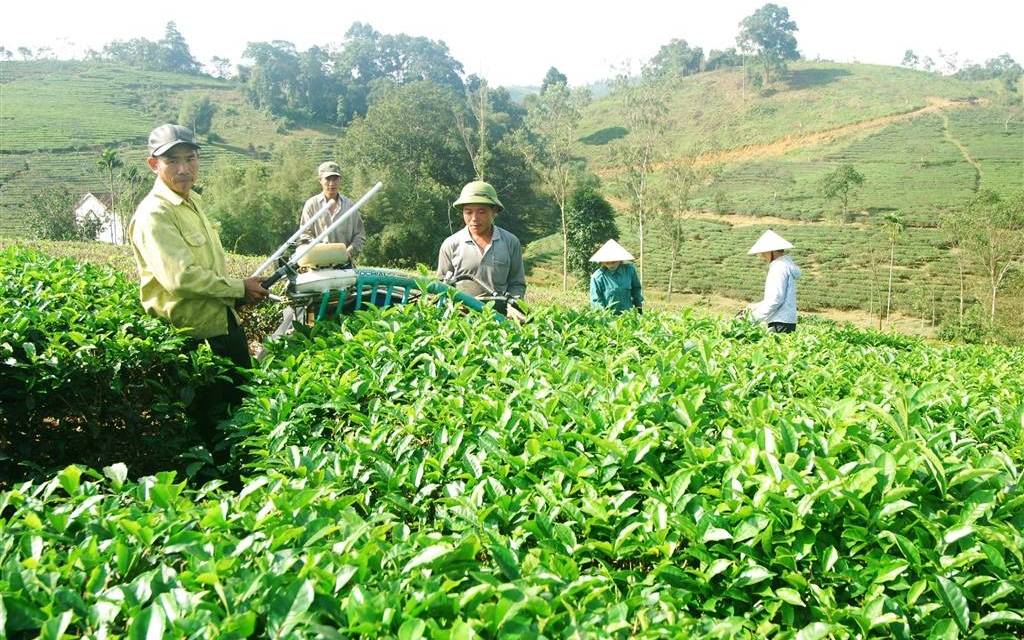 UBND tỉnh trả lời kiến nghị của cử tri huyện Con Cuông về chuyển diện tích đất Xí nghiệp chế biến chè Bãi Phủ về địa phương quản lý