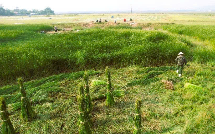 Những mùa cói trên “ốc đảo” Hồng Lam
