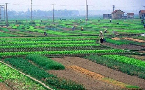 Bộ Nông nghiệp và Môi trường trả lời kiến nghị cử tri về hỗ trợ chuyển đổi nghề nghiệp cho người dân bị ảnh hường do thu hồi đất