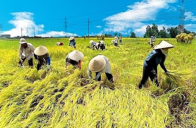 thoibaotaichinhvietnam.vn-stores-news_dataimages-2024-062024-28-11-in_article-_dat-nong-nghiep120240628111819.jpg