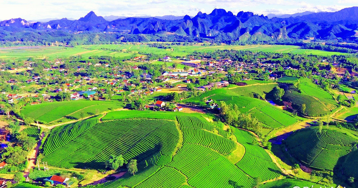Tiếp sức để cây chè Nghệ An vươn xa