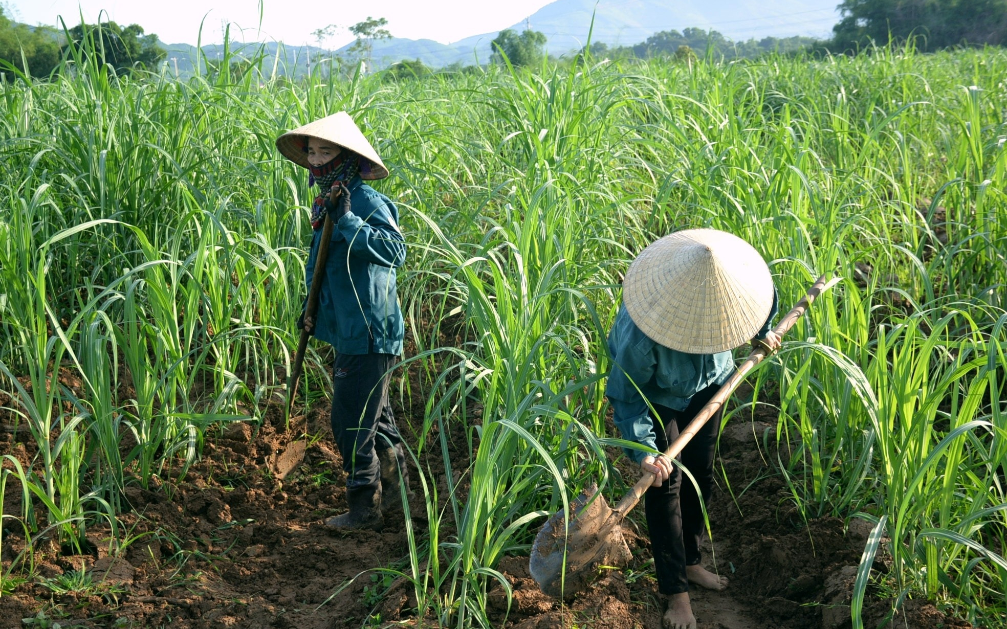 Phản hồi kiến nghị cử tri xã Tân Phú: Quyết liệt rà soát, thu hồi diện tích đất sử dụng kém hiệu quả tại Công ty CP Nông nghiệp Sông Con