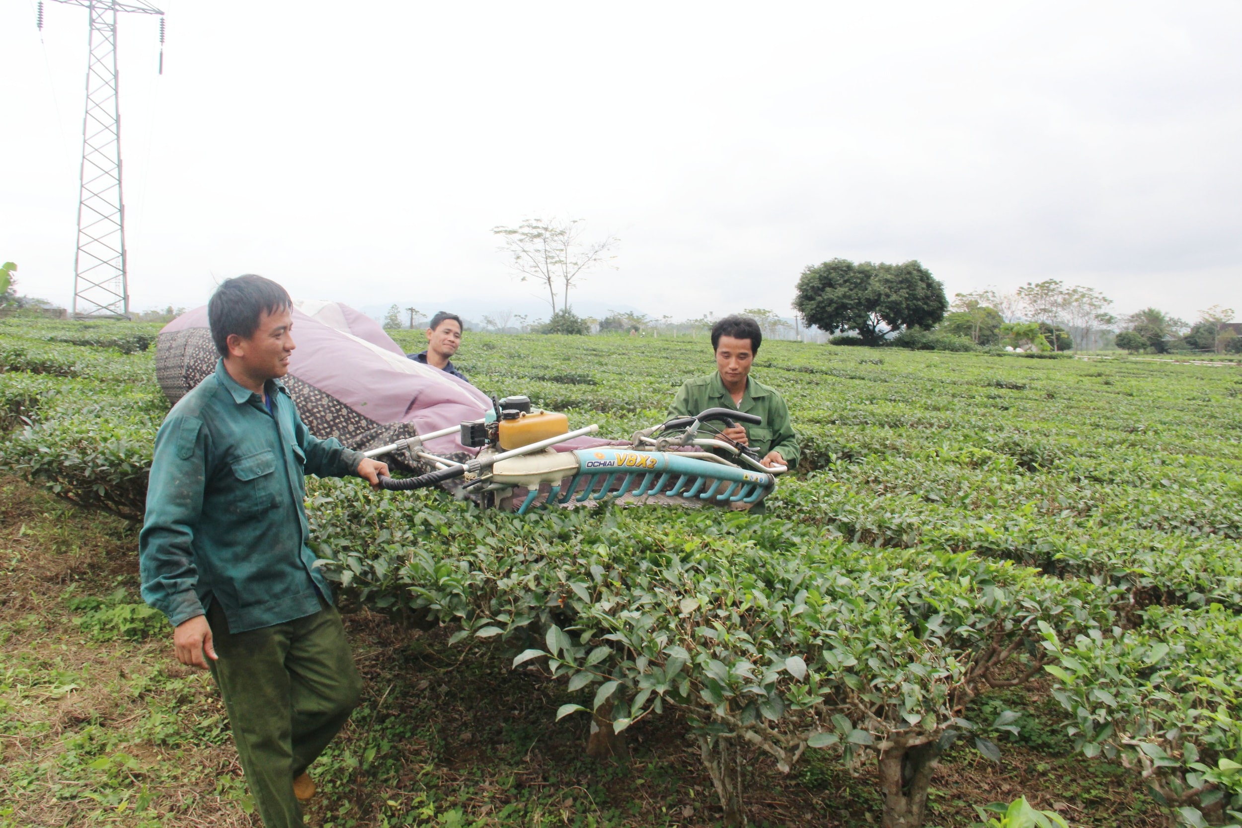 Rà soát diện tích đất do Công ty Chè Nghệ An quản lý tại Con Cuông